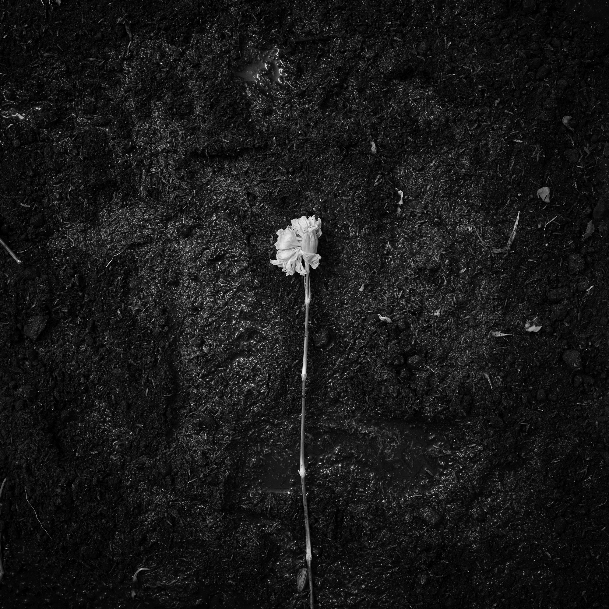 Flor sola