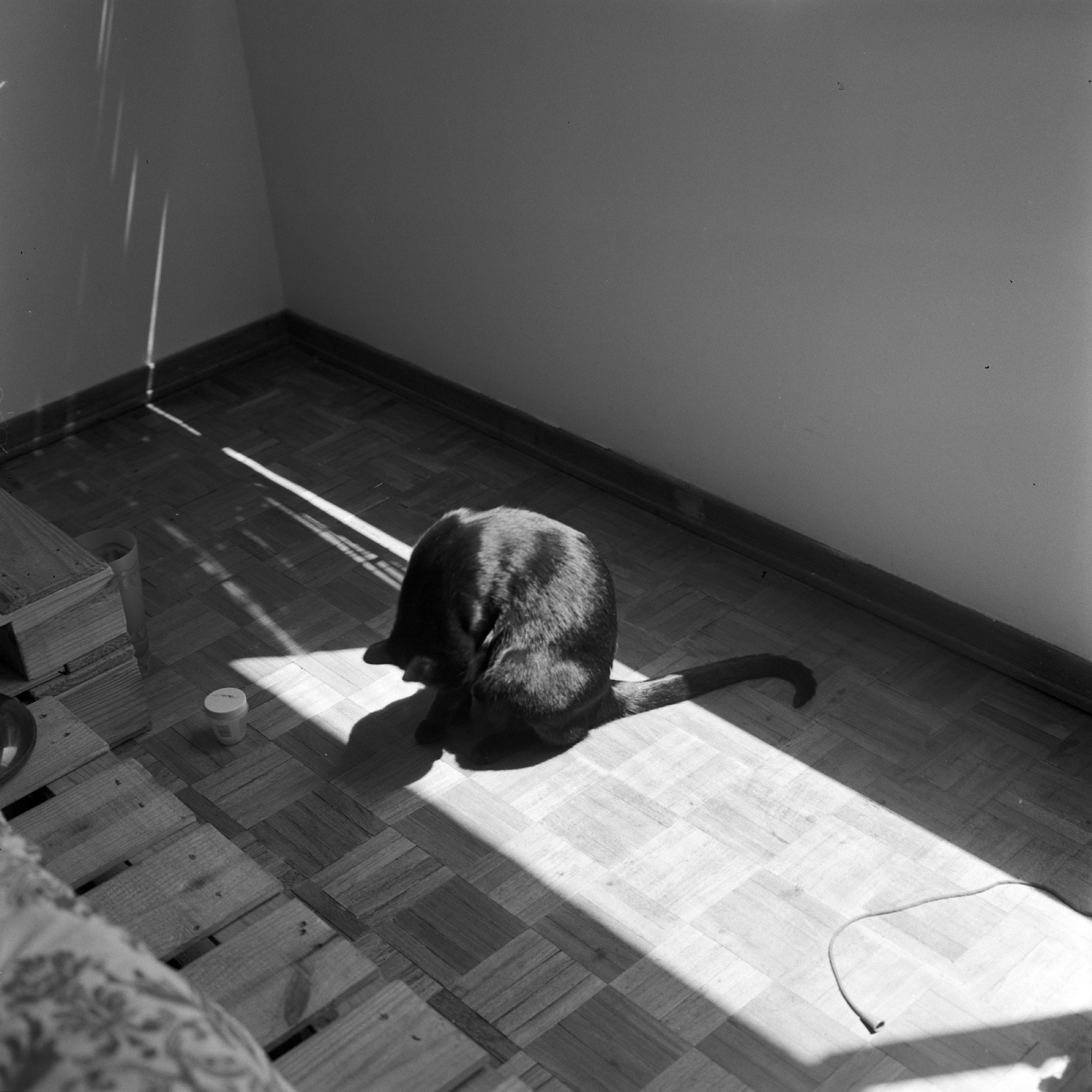 Cat in the corner of light