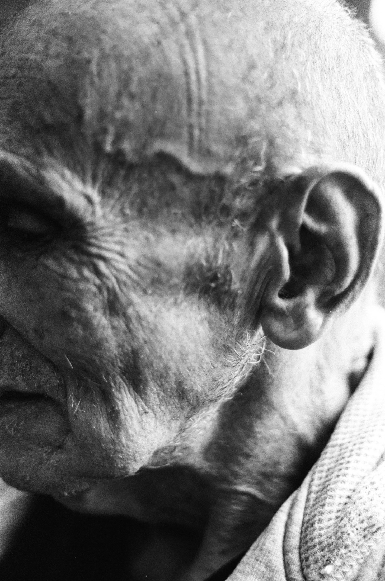 Portrait — close