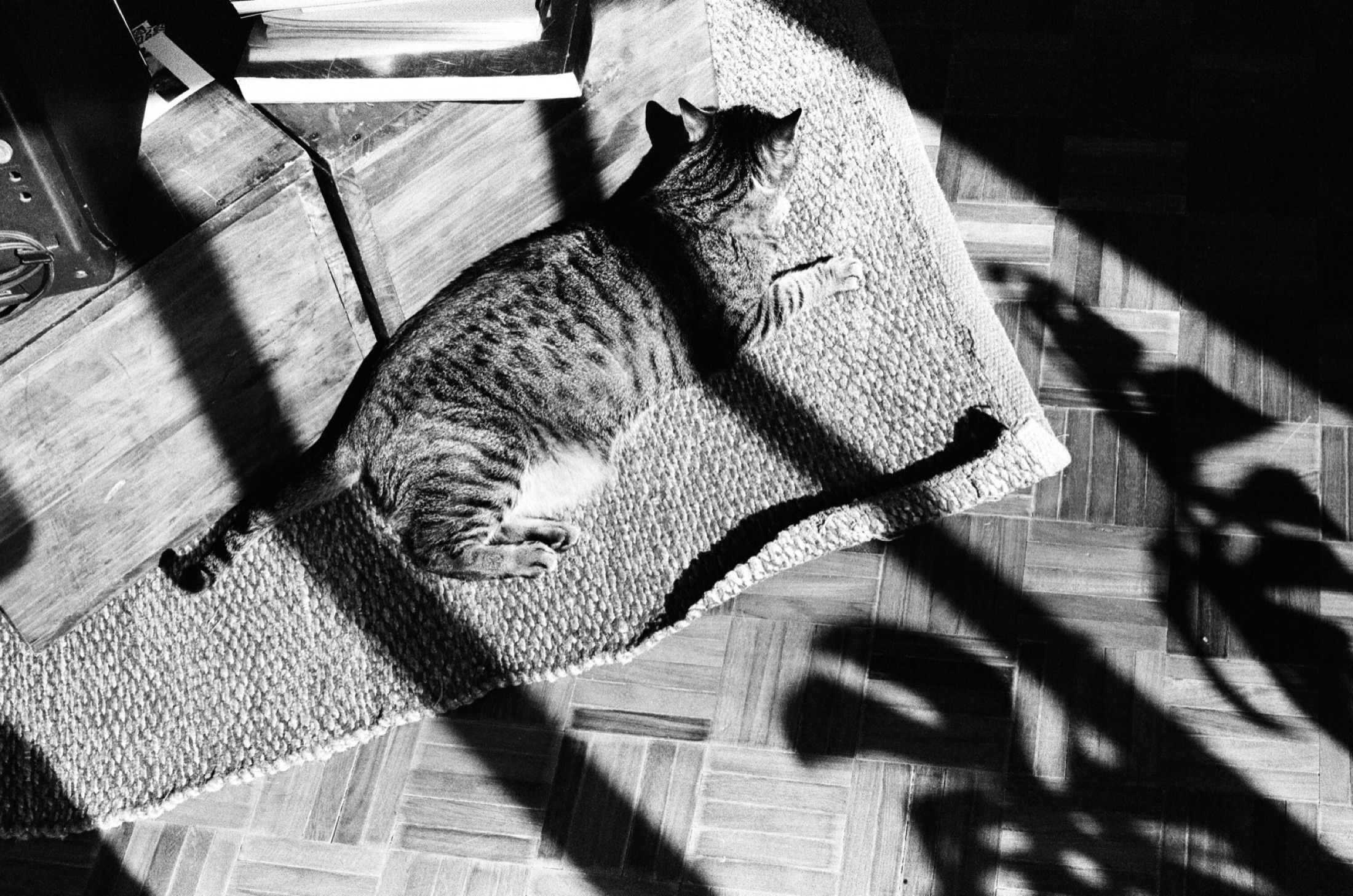 Shadows of leaves
