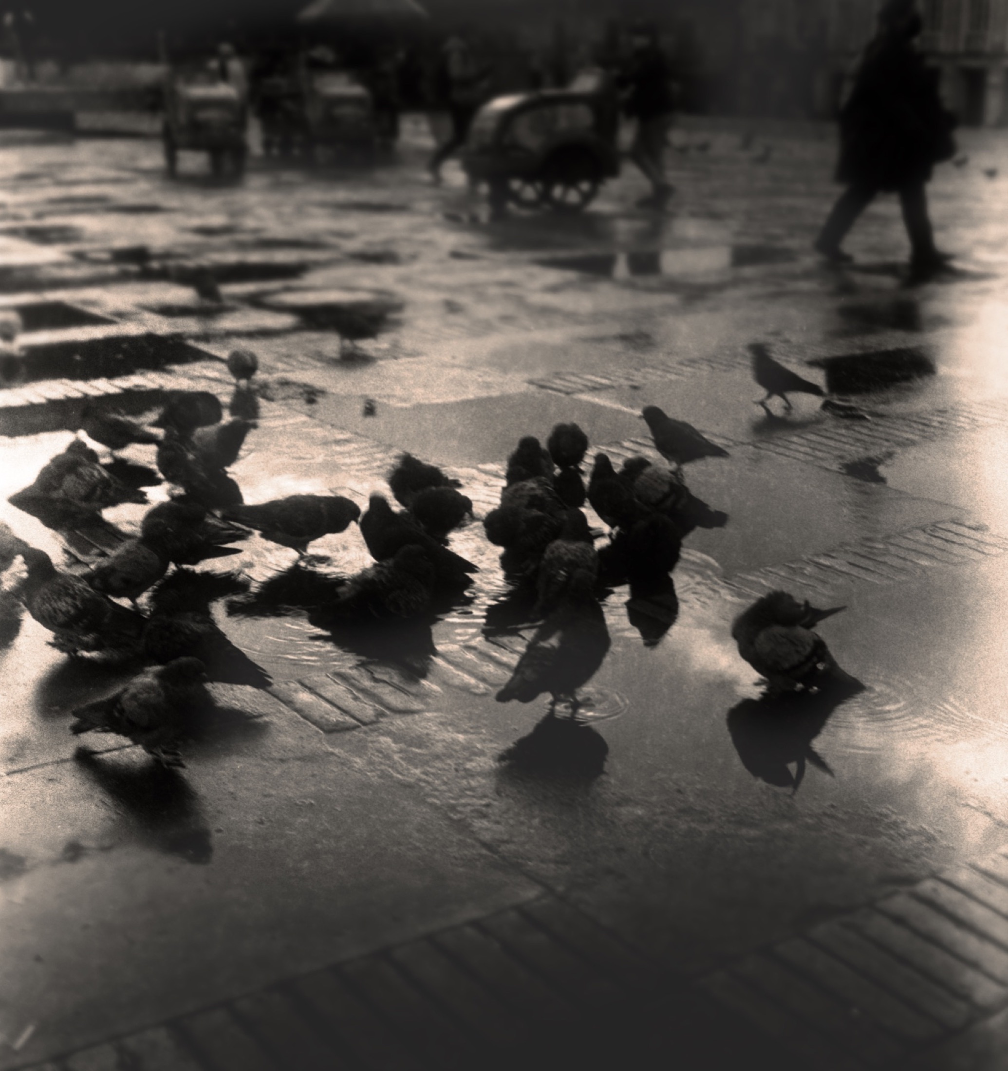 Pigeons in the square, Bogotá